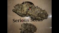 Seriotica plant 2