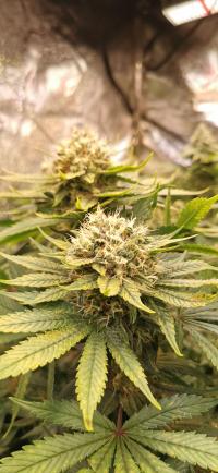 Bubblegum plant 3