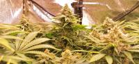 Bubblegum plant 2