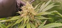 Bubblegum plant 1