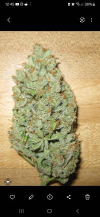 white russian plant 1