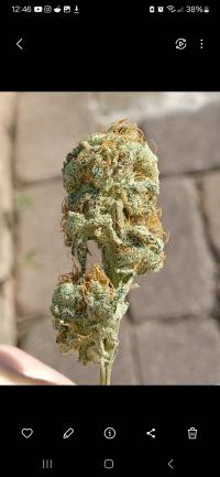 Strawberry AK Bud 1