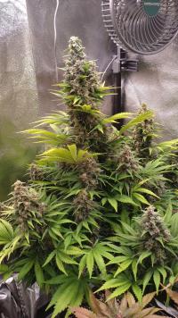 white russian plant 1