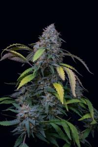 AK plant 1