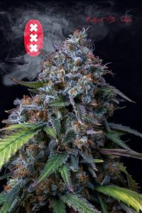 AK plant 2