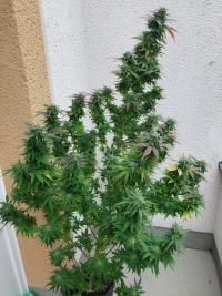 Serious Happiness Plant 7