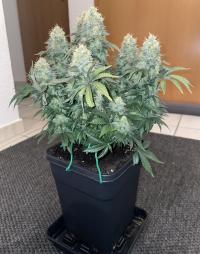 AK47 Plant 12