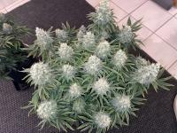 AK47 Plant 11