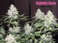 Bubblegum plant 14