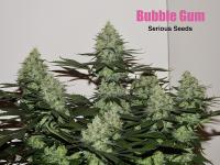 Bubblegum plant 15
