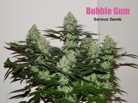 Bubblegum plant 16