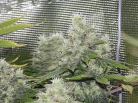Bubblegum plant 20