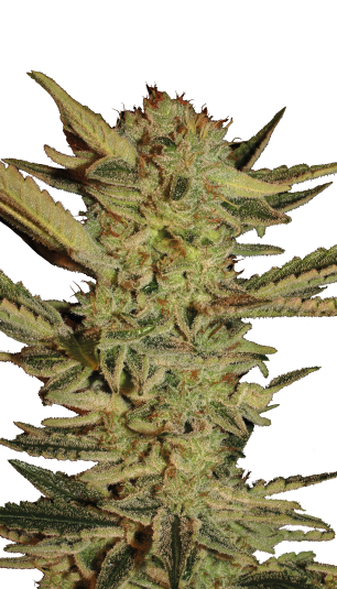 Bubble Gum strain