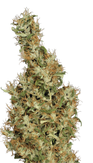 Kali Mist Strain