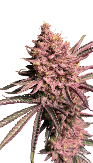 Seriotica strain