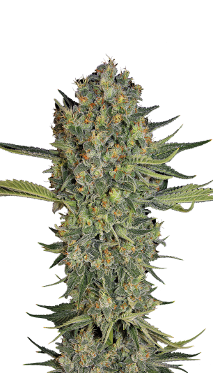 Strain logo