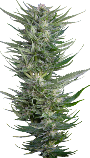 Fruity Durban strain 1