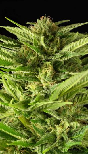 Fruity Durban strain 2