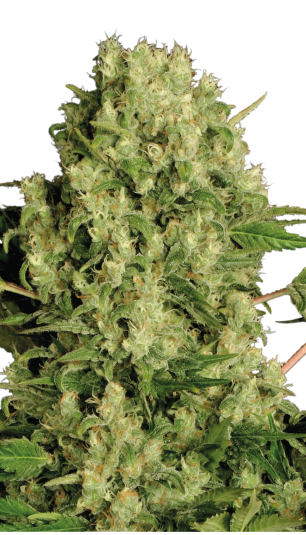 White Russian strain