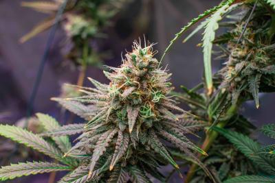 blooming cannabis