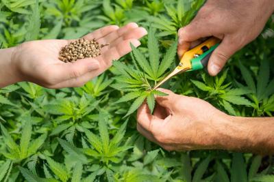 seeds vs clones