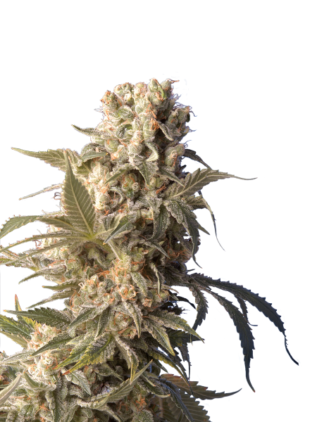 AK-47 strain