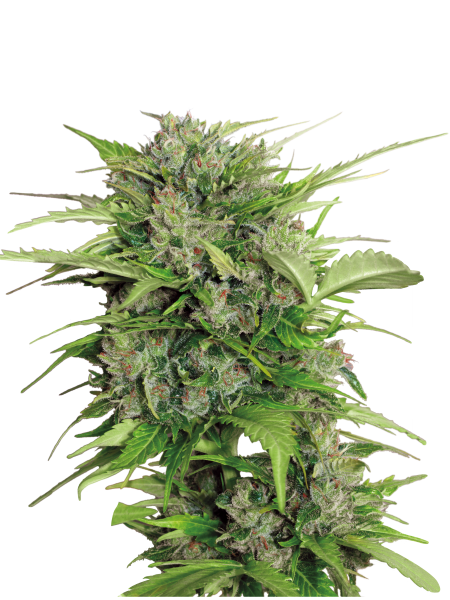 Auto AK-47 strain
