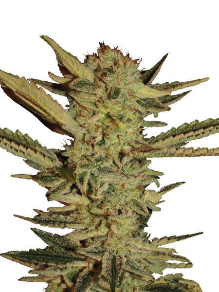 Bubble Gum strain