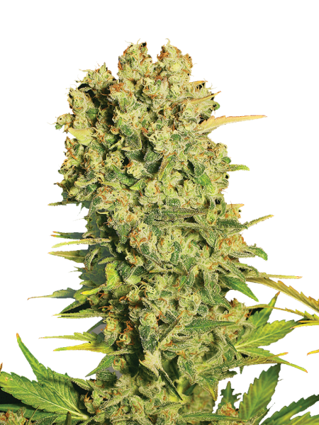 Chronic strain