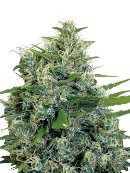 Kali Bubba strain