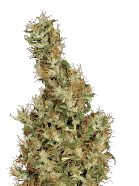 Kali Mist strain