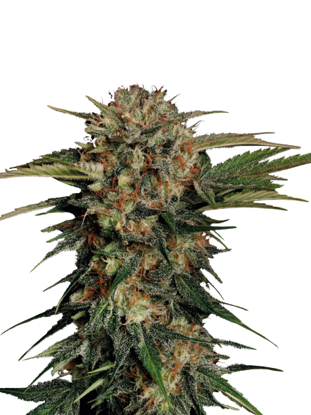 Motavation strain