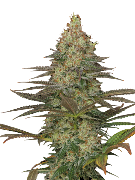 Seriosa strain