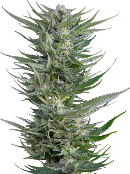 Fruity Durban strain