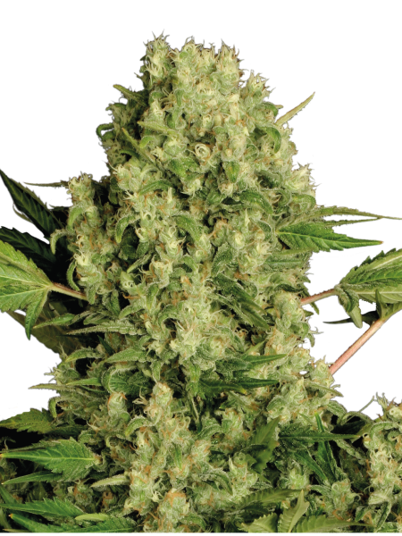 White Russian strain