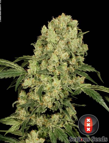 www.seriousseeds.com