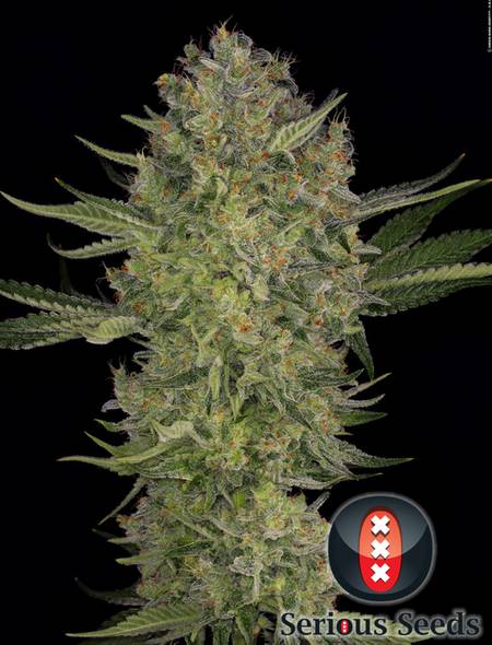 Selected Crystal genetics