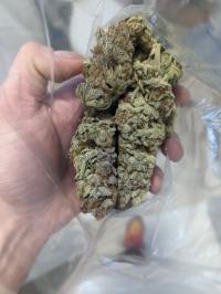 Seriotica bud